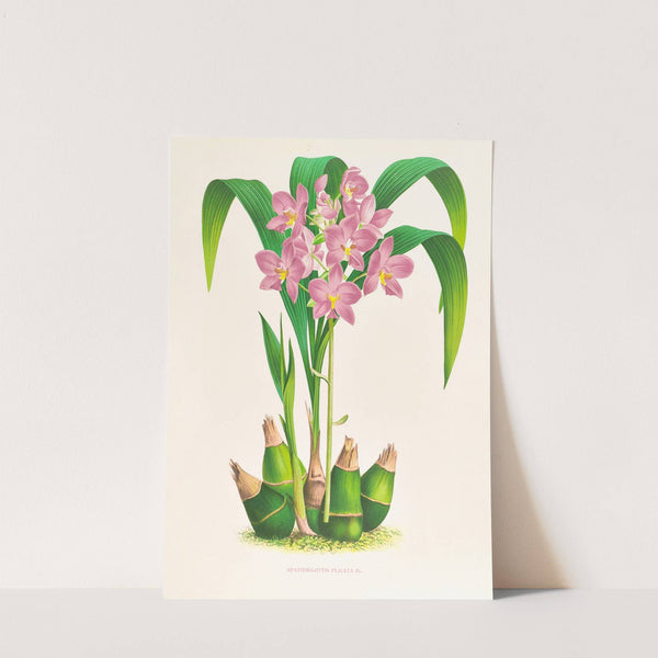 Spathoglottis plicata by Jean Jules Linden