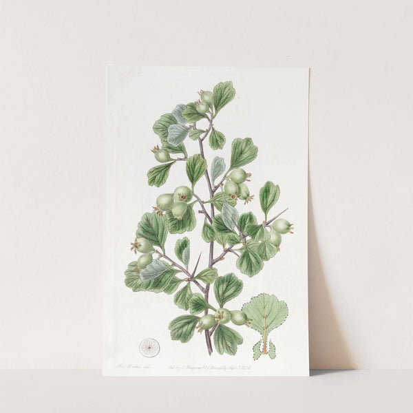 Spathula-leaved Thorn by Sydenham Edwards