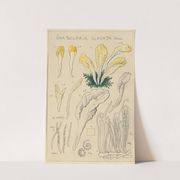 Spathularia clavata (1915-1945) by Hans Walty