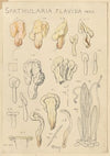 Spathularia flavida (1915-1945)