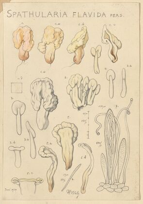 Spathularia flavida (1915-1945)