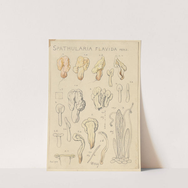 Spathularia flavida (1915-1945) by Hans Walty