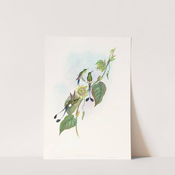 Spathura underwoodi (White-footed Racket-Tail) by John Gould