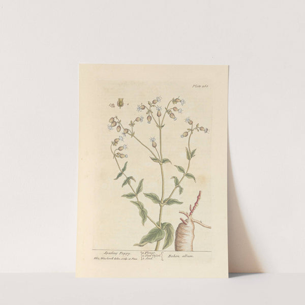 Spatling poppy by Elizabeth Blackwell