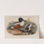 Spatula clypeata. Shoveller Duck. (1862-1873) by John Gould