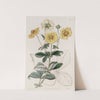 Specious Cinquefoil by Sydenham Edwards