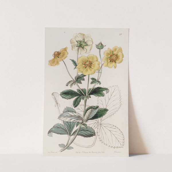 Specious Cinquefoil by Sydenham Edwards