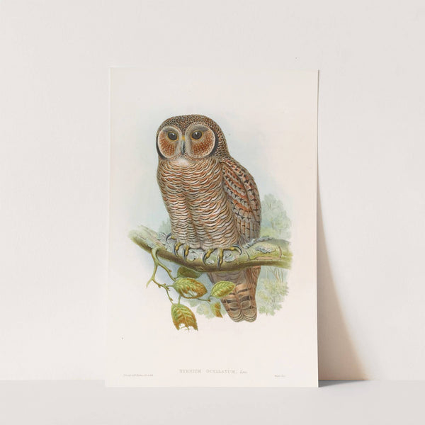 Speckled Wood-Owl by John Gould