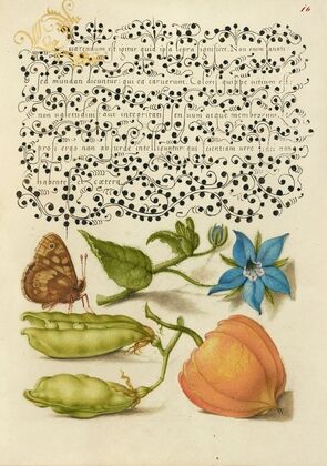 Speckled Wood, Talewort, Garden Pea, and Lantern Plant (1561–1596)