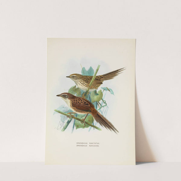 Spenoeacus punctatus and Spenoeacus rufescens by John Gerrard Keulemans