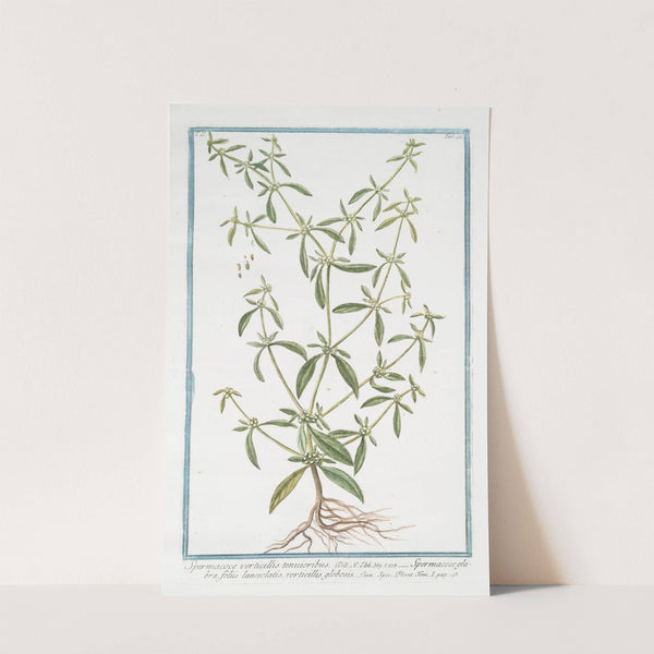 Spermacoce verticillis tenuioribus - Spermacoce glabra, foliis lanceolatis, verticillis globosis. (Shrubby false buttonweed) by Giorgio Bonelli