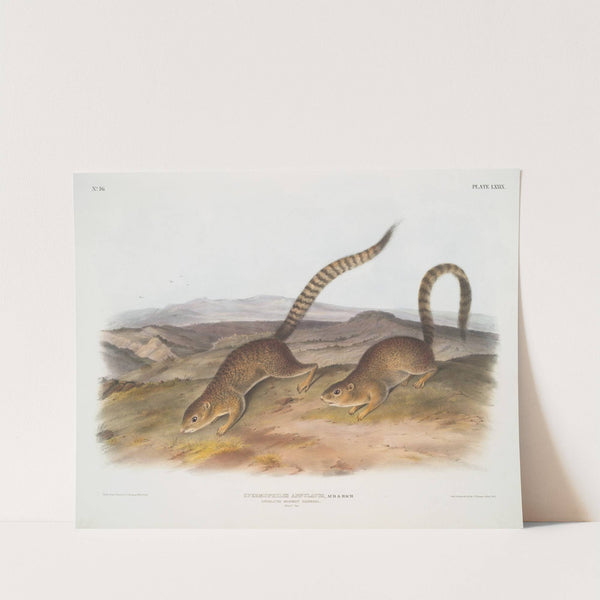 Spermophilus annulatus, Annulated Marmot Squirrel. (Natural size.) (1845-1848) by John Woodhouse Audubon