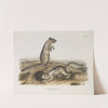 Spermophilus Douglassii, Douglasse’s Spermophile. Natural size. (1845-1848) by John Woodhouse Audubon