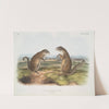 Spermophilus Franklinii, Franklin’s Marmot Squirrel. (Male & female. Natural size.) (1845-1848) by John Woodhouse Audubon