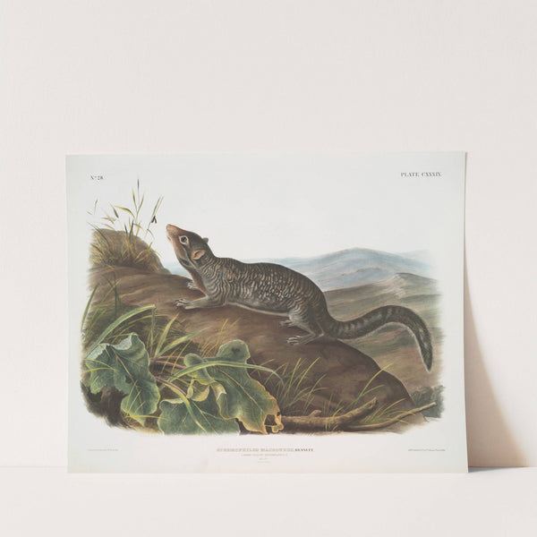 Spermophilus macrourus, Large-tailed Spermophile. Male. Natural size. (1845-1848) by John Woodhouse Audubon