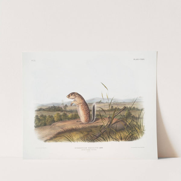 Spermophilus Mexicanus, Mexican Marmot Squirrel. Male. Natural size. (1845-1848) by John Woodhouse Audubon