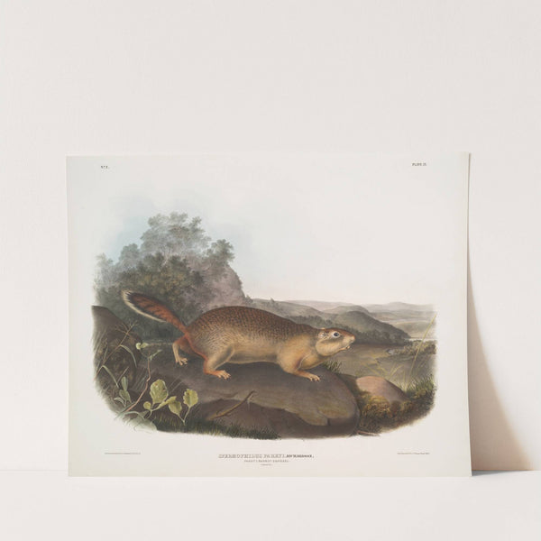 Spermophilus Parryi, Parry’s Marmot Squirrel. Natural size. (1845-1848) by John Woodhouse Audubon