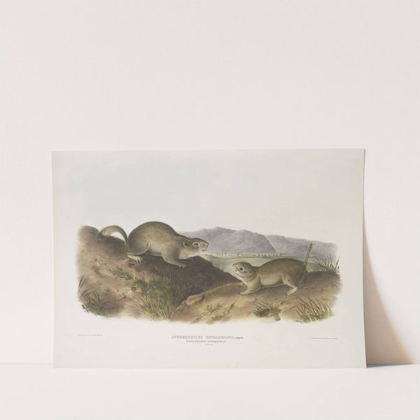 Spermophilus Richardsonii, Richardson’s Spermophile. Natural size. (1845-1848) by John Woodhouse Audubon