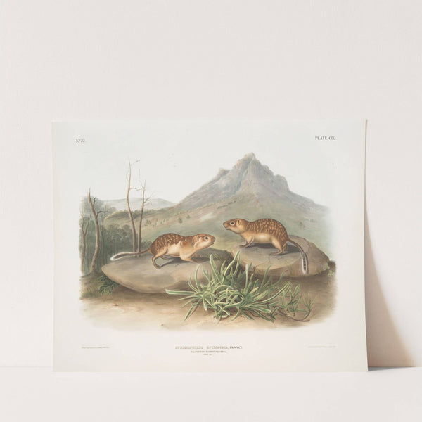 Spermophilus spilosoma, California Marmot Squirrel. Natural size. (1845-1848) by John Woodhouse Audubon