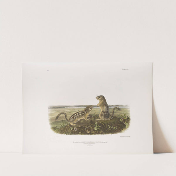 Spermophilus tridecemlineatus, Leopard Spermophile. Natural size. Male and female. (1845-1848) by John Woodhouse Audubon