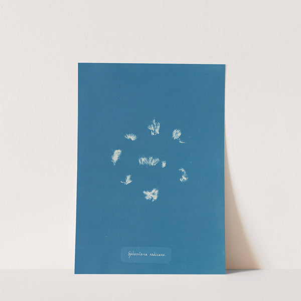 Sphacelaria radicans by Anna Atkins