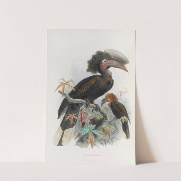 Sphagolobus atratus by Daniel Giraud Elliot