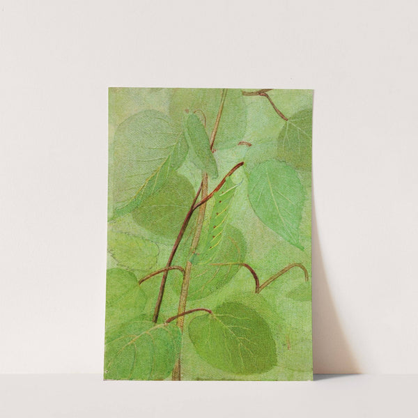 Sphinx Caterpillar, study for book Concealing Coloration in the Animal Kingdom by Abbott Handerson Thayer