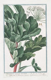 Sphondylium vulgare hirsutum – Sfondilis, e Branca ursina di Germania. (Hairy Cow parsnip)