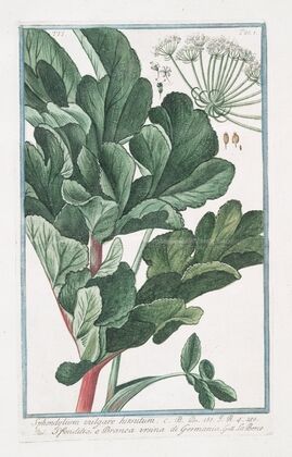 Sphondylium vulgare hirsutum – Sfondilis, e Branca ursina di Germania. (Hairy Cow parsnip)