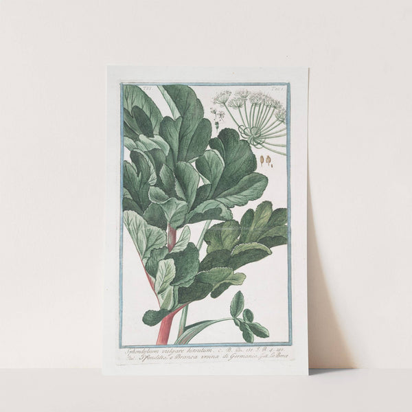 Sphondylium vulgare hirsutum - Sfondilis, e Branca ursina di Germania. (Hairy Cow parsnip) by Giorgio Bonelli