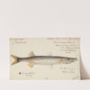 Sphyraena novaehollandiae : Snook by Frank Edward Clarke