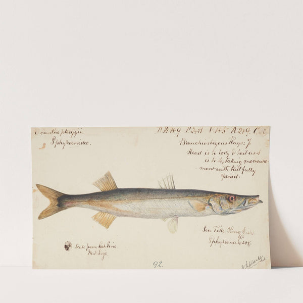 Sphyraena novaehollandiae : Snook by Frank Edward Clarke