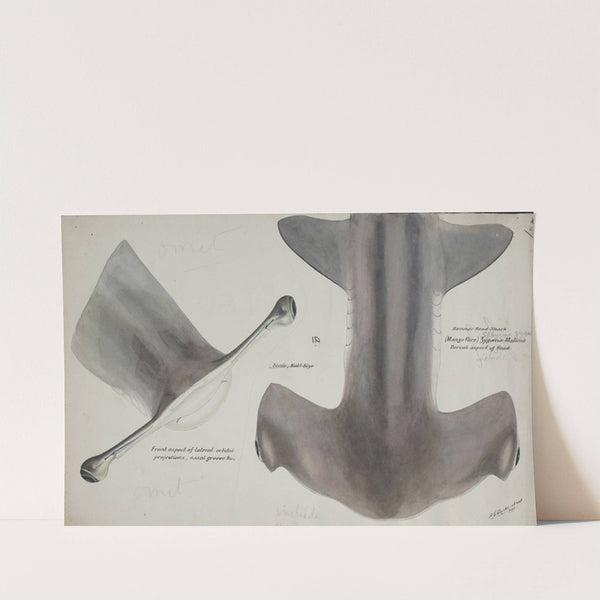 Sphyrna zygaena (NZ) - Hammerhead shark, head dorsal aspect by Frank Edward Clarke