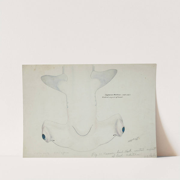 Sphyrna zygaena (NZ) - Hammerhead shark, head ventral aspect by Frank Edward Clarke