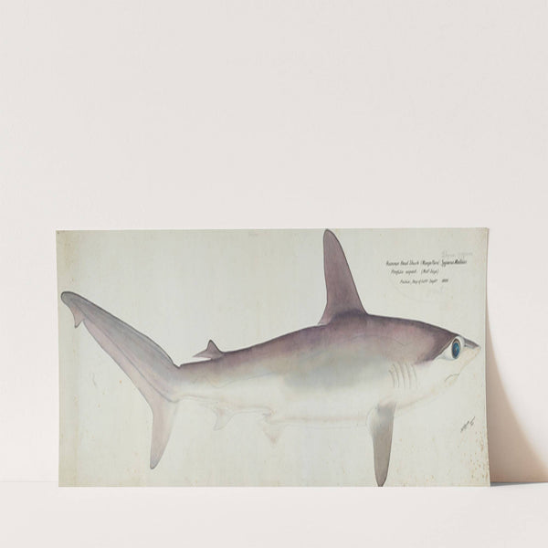 Sphyrna zygaena (NZ) – Hammerhead shark, profile aspect (1898) by Frank Edward Clarke