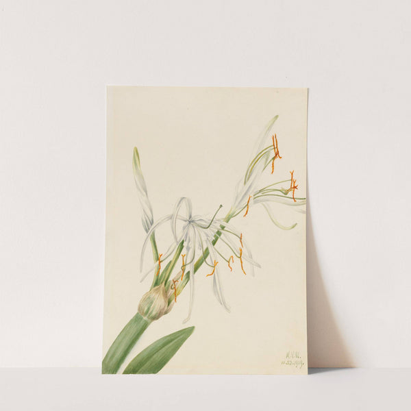 Spider Lily (Hymenocallis rotata) (1919) by Mary Vaux Walcott