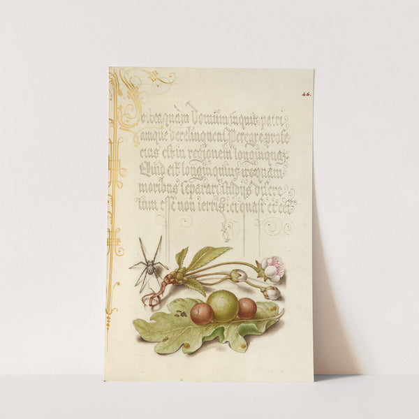 Spider, Sweet Cherry Flower, and English Oak Leaf with Galls (1561–1596) by Joris Hoefnagel