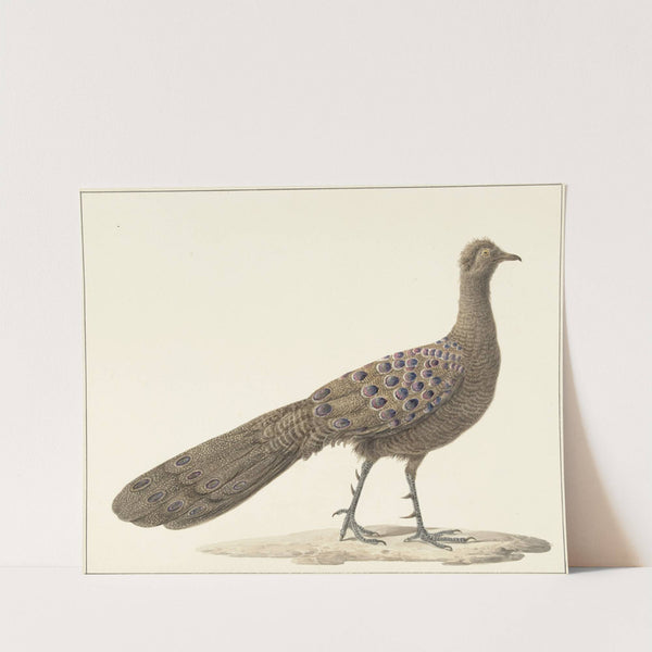 Spiegelpauw by Pieter Pietersz. Barbiers