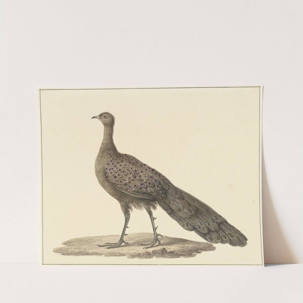 Spiegelpauw by Pieter Pietersz. Barbiers