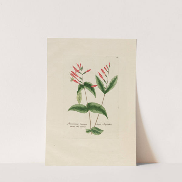 Spigelia Marylandica (1797–1810) by Petr Martynovich Gofman