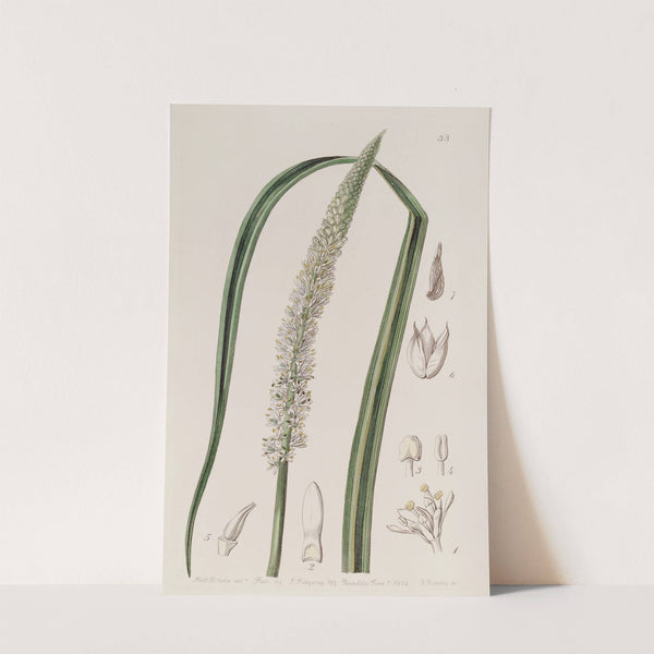 Spike-flowered Asagraea by Sydenham Edwards