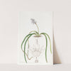 Spike-flowered Hyacinth by Sydenham Edwards