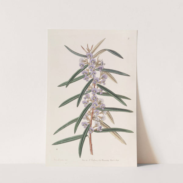 Spikeletted Hovea by Sydenham Edwards