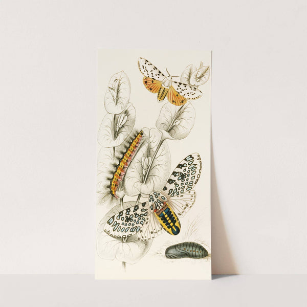 Spilosoma aerea, Arctia oculatissima by James Duncan