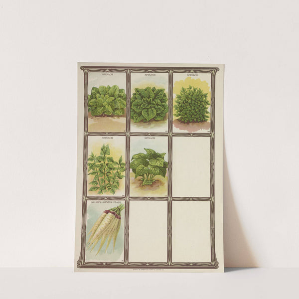 Spinach, Salsify-Oyster Plant (1921) by Genesee Valley Lithograph Co.