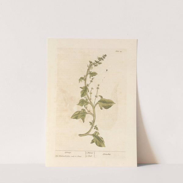 Spinage by Elizabeth Blackwell