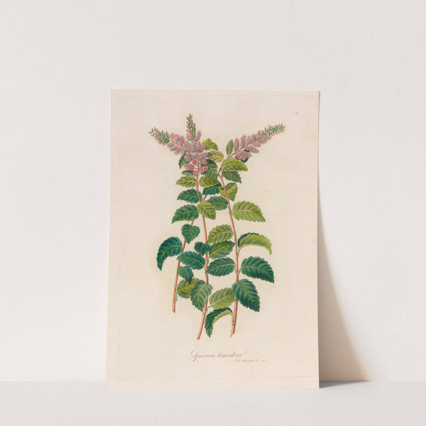 Spiraca tomentosa (1818-1824) by Gaetano Savi