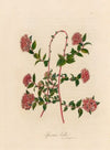 Spiraea bella (1818-1824)