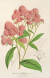 Spiræa Nobleana