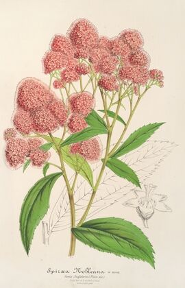 Spiræa Nobleana